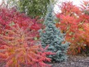 Rhus glabra Laciniata 20061025 022