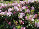 Rhododendron hybridum cv.  280