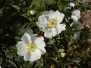 Rosa pimpineliifolia 193