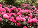 Rhododendron hybridum cv. 263