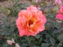 Rosa Westerland 20030712 57