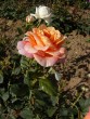 Rosa Helenka 20030712 44