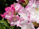 Rhododendron yakushimanum 20030510 002