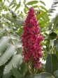 Rhus typhina 20030625 044