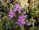 Rhododendron ´Blue Diamond´ _2