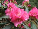 Rhododendron ´Ken Janeck´ 20070506 038