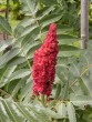 Rhus typhina 20030625 045