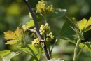 Rhus aromatica 20090502 489