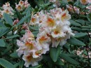 Rhododendron hybridum cv. 265