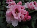 Rhododendron ´Nicoleta´ 20070506 048