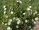 Rosa pimpineliifolia 192