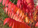 Rhus typhina 149