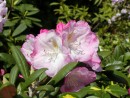 Rhododendron yakushimanum 20030510 001