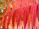 Rhus typhina 20031012 014