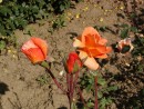 Rosa Westerland 20030712 47