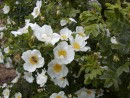 Rosa pimpinelifolia 20030518 010