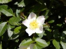 Rosa canina 20030531 027