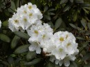Rhododendron hybridum cv. 267