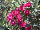 Rosa Alberich 20030712 62