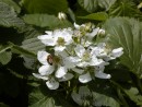 Rubus fruticosus ´Wilsonůw raný´ 153