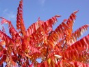 Rhus typhina 20031012 012