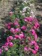 Rosa Heideltraum 20030712 64