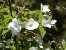 Rhodotyphos scandens 20030504