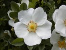 Rosa pimpinelifolia 20030518 008