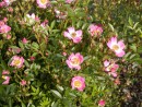 Rosa sp. 20040701 011