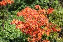 Rhododendron gandavense ´Heureuse Supreme´ 20090502 345
