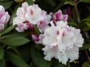 Rhododendron hybridum cv. 213