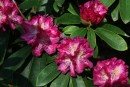 Rhododendron hybridum cv. 20090510 151