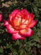 Rosa Ritterthurm 20030712 21