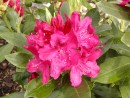 Rhododendron hybridum ´Nova Zembla´ 20030518 035
