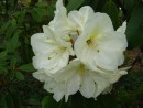 Rhododendron Goldfort 20070506 106