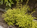 Lonicera nitida Baggesens Gold 20040515 052