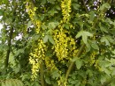 Laburnum x watererii 20060525 054