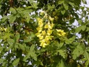 Laburnum anagyroides Quercifolia 20030523 006