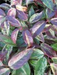 Leucothoe walteri Rainbow 20080129 148