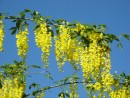 Laburnum watererii Vossii 20070519 045