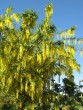 Laburnum watererii Vossii 20070519 046