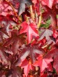 Liquidambar styraciflua 20051027 053