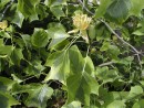 Liriodendron tulipifera Aureovariegata