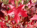 Liquidambar styraciflua 20051027 051