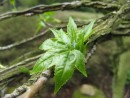 Liquidambar styraciflua 20070506 078