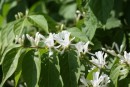 Lonicera xylosteum 20090510 010