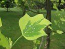 Liriodendron tulipifera Variegata 20070506 022