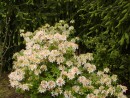 Azalea sp. 253