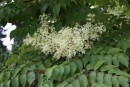 Aralia spinosa 20090822 003