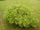 Acer palmatum Dissectum 247